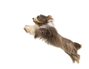 Dog - Bearded Collie - leaping in mid-air Dog - Bearded Collie - leaping in mid-air