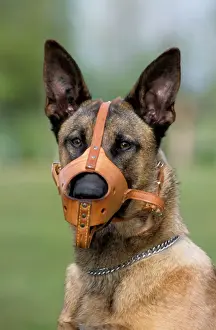 Belgian Malinois Prints: Dog - Belgian Malinois with muzzle