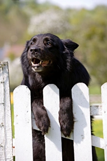 Dog - Belgian Sheepdog / Groenendael - Peering over gate Dog - Belgian Sheepdog / Groenendael - Peering over gate