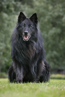 Dog - Belgian Shepherd Groenendael Dog - Belgian Shepherd Groenendael