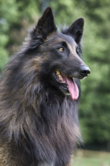 Dog - Belgian Shepherd / Tervuren Dog Dog - Belgian Shepherd / Tervuren Dog