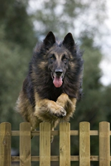 Dog - Belgian Shepherd / Tervuren Dog jumping over fence Dog - Belgian Shepherd / Tervuren Dog jumping over fence