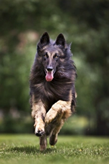 Dog - Belgian Shepherd / Tervuren Dog running Dog - Belgian Shepherd / Tervuren Dog running