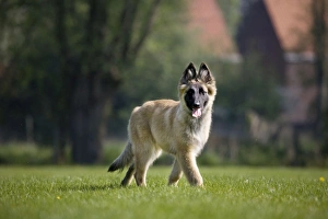 Dog - Belgium Shepherd Tervuren puppy Dog - Belgium Shepherd Tervuren puppy