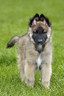 Dog - Belgium Shepherd Tervuren puppy in garden Dog - Belgium Shepherd Tervuren puppy in garden