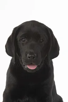 New images march 2022/dog black labarador puppy 10 weeks old New images march 2022/dog black labarador puppy 10 weeks old