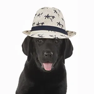 DOG. Black labarador puppy wearing a holiday hat Date: 22-07-2021 DOG. Black labarador puppy wearing a holiday hat Date: 22-07-2021