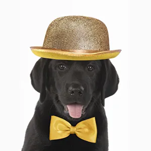 DOG. Black labrador puppy wearing a gold bowler hat and bow tie DOG. Black labrador puppy wearing a gold bowler hat DOG. Black labrador puppy wearing a gold bowler hat and bow tie DOG. Black labrador puppy wearing a gold bowler hat