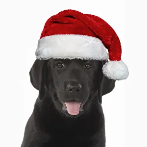 DOG. Black labrador puppy wearing a red Santa hat DOG. Black labrador puppy wearing a red Santa hat DOG. Black labrador puppy wearing a red Santa hat DOG. Black labrador puppy wearing a red Santa hat