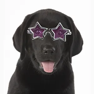 DOG. Black labrador puppy wearing star shaped glasses DOG. Black labrador puppy wearing star shaped glasses DOG. Black labrador puppy wearing star shaped glasses DOG. Black labrador puppy wearing star shaped glasses