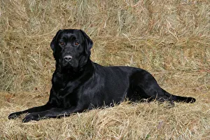 Dog - Black Labrador Retriever lying down on hay stacks Dog - Black Labrador Retriever lying down on hay stacks