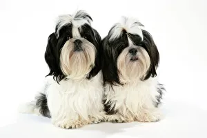 Dog - Black and White Shih-tzu puppies Dog - Black and White Shih-tzu puppies
