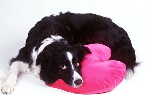 DOG - Border Collie looking sad with head on heart cushion DOG - Border Collie looking sad with head on heart cushion