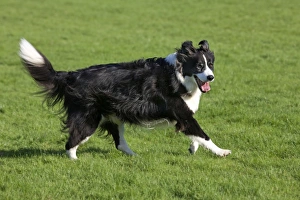 Dog - Border Collie running in garden Dog - Border Collie running in garden