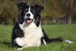 Dog - Border Collie sitting down in garden Dog - Border Collie sitting down in garden