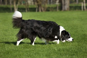 Dog - Border Collie sniffing in garden Dog - Border Collie sniffing in garden