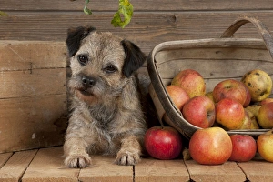DOG - Border terrier laying next to basket of apples DOG - Border terrier laying next to basket of apples
