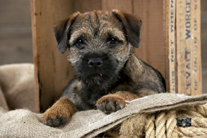 DOG - Border terrier puppy sitting in a box (13 weeks old) DOG - Border terrier puppy sitting in a box (13 weeks old)