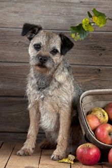DOG - Border terrier sitting next to basket of apples DOG - Border terrier sitting next to basket of apples