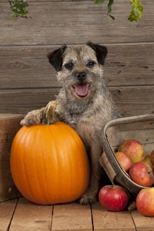 DOG - Border terrier sitting with pumpkin and a basket of apples DOG - Border terrier sitting with pumpkin and a basket of apples