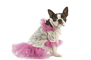 Dog - Boston Terrier dressed up in pink dress Dog - Boston Terrier dressed up in pink dress