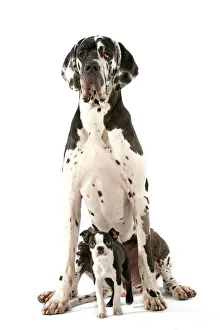 Dog - Boston Terrier - with Great Dane Dog - Boston Terrier - with Great Dane