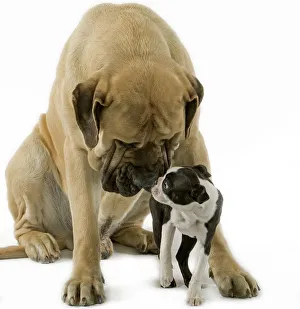 Dog - Boston Terrier - with Mastiff Dog Dog - Boston Terrier - with Mastiff Dog