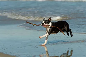 Dog - Boston Terrier running in sea with stick Dog - Boston Terrier running in sea with stick
