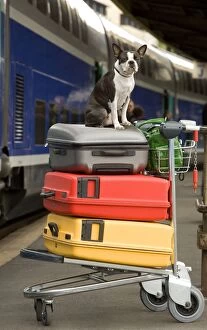 Images Dated 30th April 2000: Dog - Boston Terrier sitting on top of suitcases on trolly on platform at train station