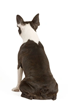 Dog - Boston Terrier - back view Dog - Boston Terrier - back view