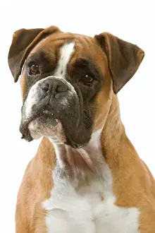 Ardea Wildlife Print - Boxer Dog (LA-7010)