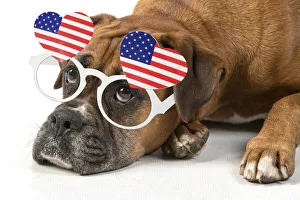 DOG. Boxer dog, laying down, face expressions, sad eyes, wearing American heart shaped glasses Date: 04-02-2021 DOG. Boxer dog, laying down, face expressions, sad eyes, wearing American heart shaped glasses Date: 04-02-2021