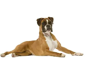 Boxer Dog Breeds Prints: Dog - Boxer - lying down
