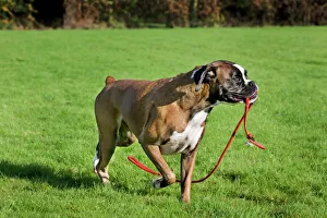 Dog - Boxer playing with leash Dog - Boxer playing with leash