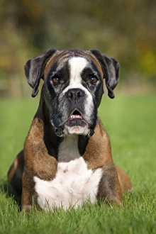 Dog - Boxer sitting down in garden Dog - Boxer sitting down in garden