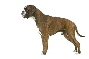 Mammal Domestic Animals Prints: Dog - Boxer in studio