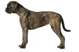 Boxer Dog Studio Print LA-6937