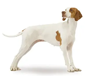 Limited Edition Wildlife Prints: Dog - braque St Germain / St Germain Pointer