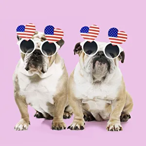 Dog, Bulldogs wearing heart shaped American flag glasses Date: 06-Jul-16 Dog, Bulldogs wearing heart shaped American flag glasses Date: 06-Jul-16