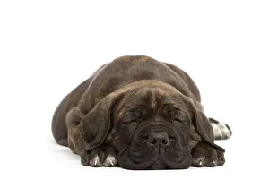 Dog - Cane Corso Dog (Italian Guard Dog) - lying down sleeping Dog - Cane Corso Dog (Italian Guard Dog) - lying down sleeping