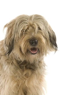 Animals/pets dogs pastoral catalan sheepdog/dog catalan sheepdog studio Animals/pets dogs pastoral catalan sheepdog/dog catalan sheepdog studio