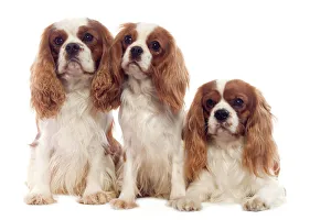 Dog - Cavalier King Charles Spaniel Dog - Cavalier King Charles Spaniel