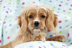 Close Up Dog Photos Prints: DOG - Cavapoo sitting on spotty blanket