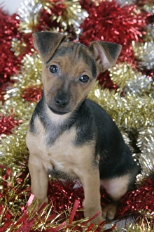 Dog - Chihuahua cross Dachshund - 7 week old puppy in Christmas tinsel Dog - Chihuahua cross Dachshund - 7 week old puppy in Christmas tinsel
