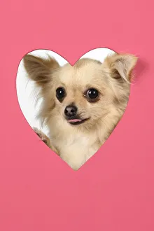 DOG, Chihuahua, with head though pink heart shaped hole, studio. DOG, Chihuahua DOG, Chihuahua, with head though pink heart shaped hole, studio. DOG, Chihuahua