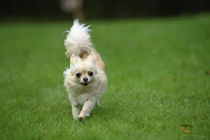 DOG, Chihuahua, running in a garden DOG, Chihuahua, running in a garden