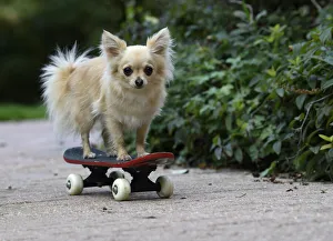 DOG, Chihuahua, on a scateboard in a graden DOG, Chihuahua, on a scateboard in a graden