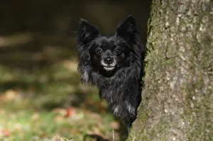 DOG, Chihuahua, sitting, looking around a tree in a graden, autumn DOG, Chihuahua, sitting, looking around a tree in a graden, autumn
