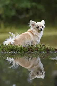 DOG, Chihuahua, sitting next to a pool in a graden, with reflection DOG, Chihuahua, sitting next to a pool in a graden, with reflection