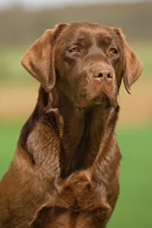 Dog - Chocolate Labrador outside Dog - Chocolate Labrador outside